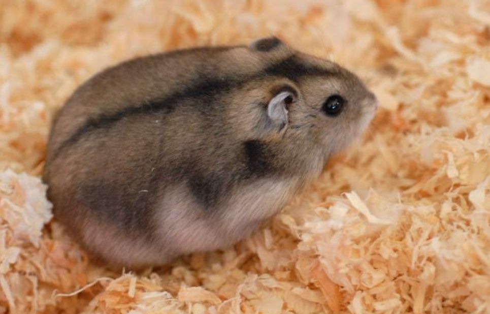 Хом'як джунгарський безкоштовно