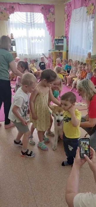 Акита инну взрослый кобель компаньон