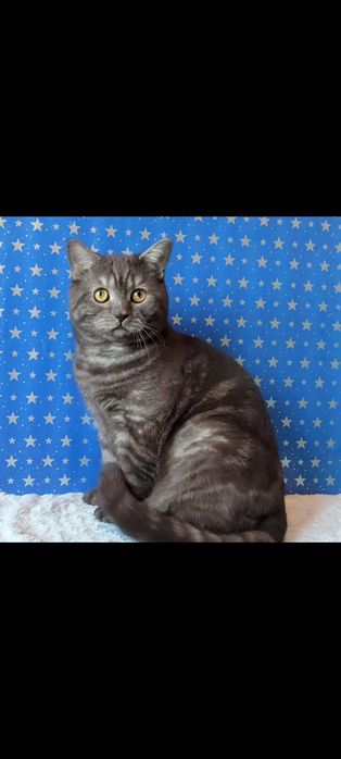 Шотландский прямоухий котик.