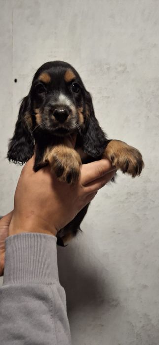 Cocker Spaniel Angielski piesek