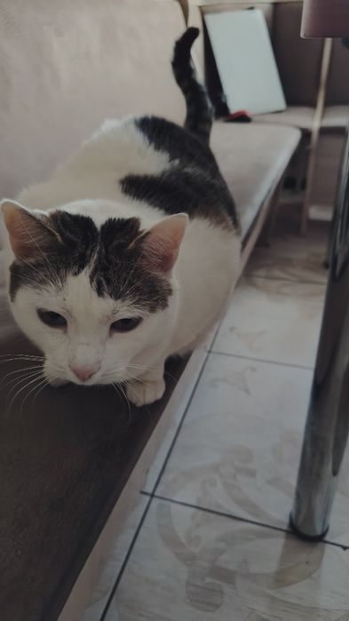 Шукаємо люблячі руки для кішки!