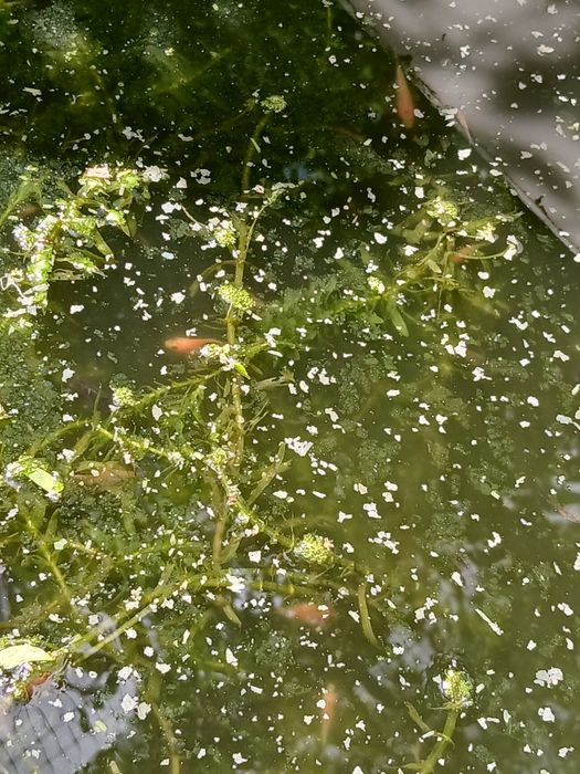 Peixes de aquário ou lago de água fria