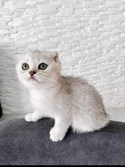 Шотландський котик срібна шиншилла.Київ (Троєщина)