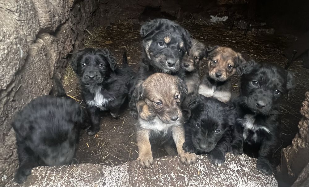 Щенки ,мама лабрадор-папа неустановлен