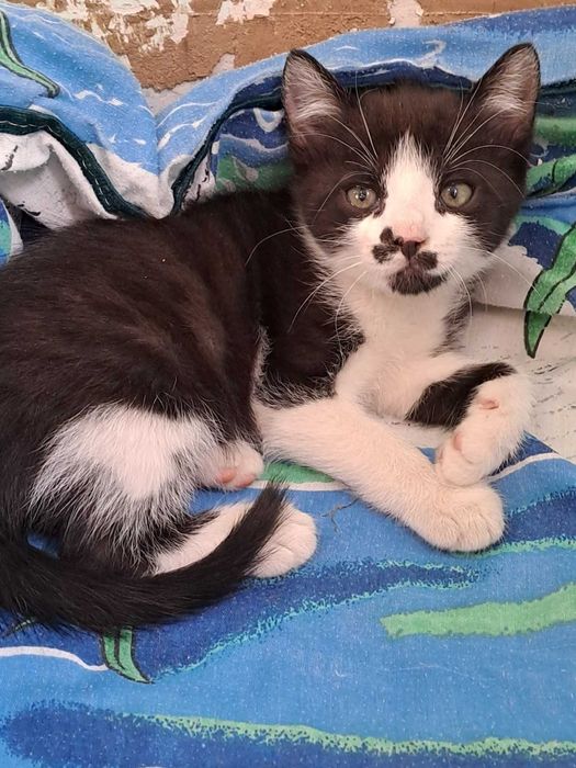 Котенок в добрые руки