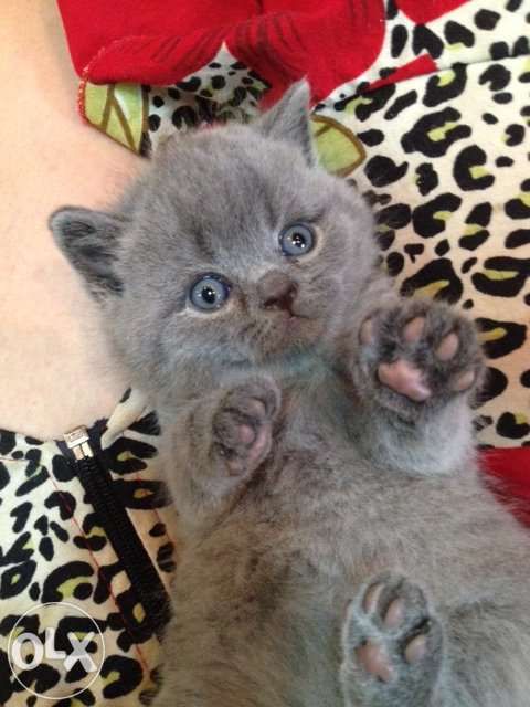 Шотландский прямоухий кот приглашает на вязку