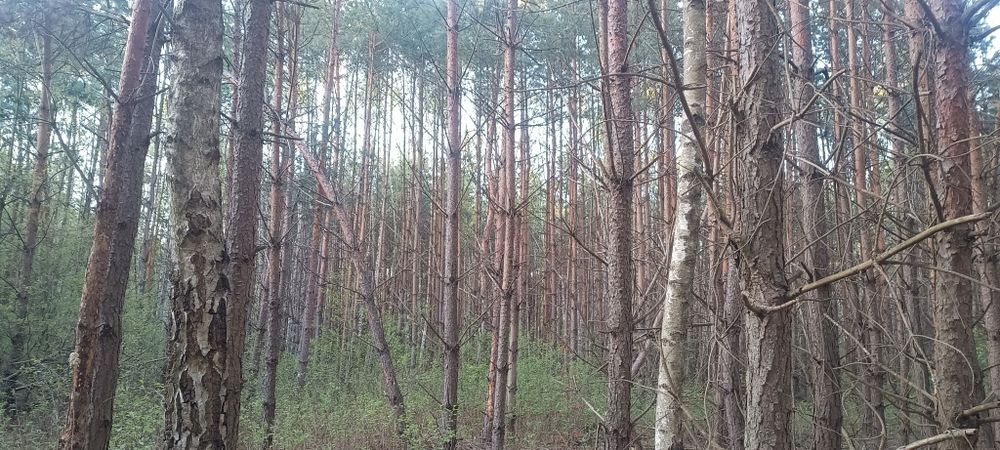 Sprzedam las 0.34/ha