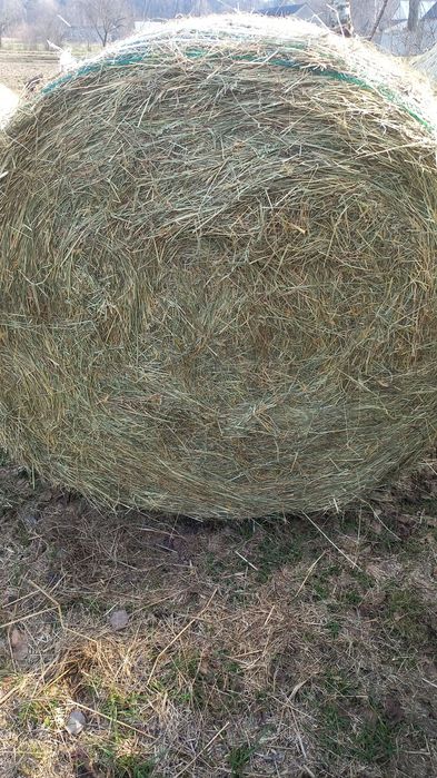 Sprzedam siano w belach CENA Z TRANSPORTEM