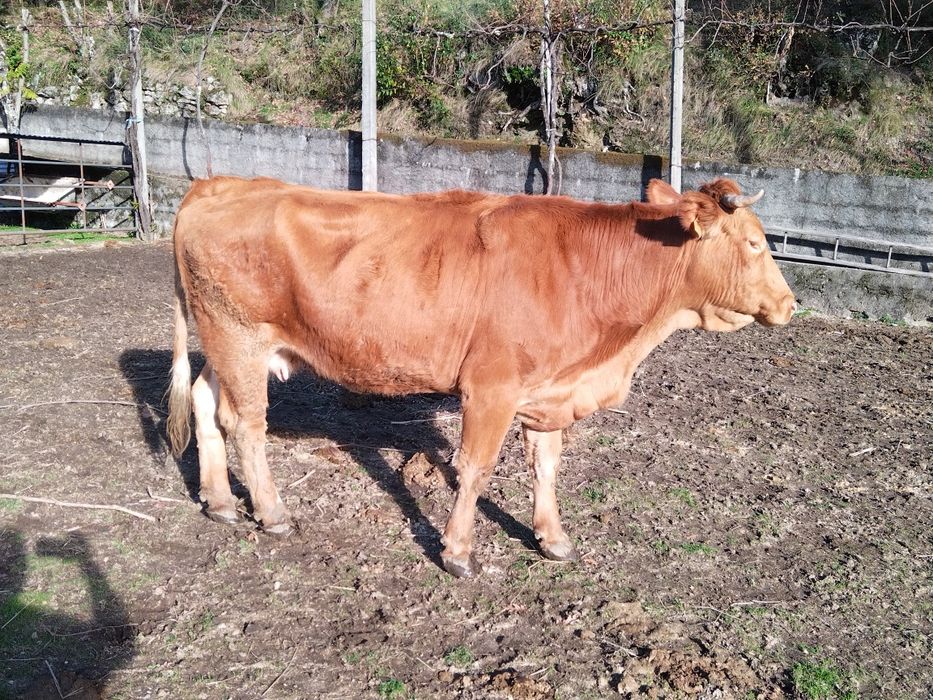 Vaca minhota registada