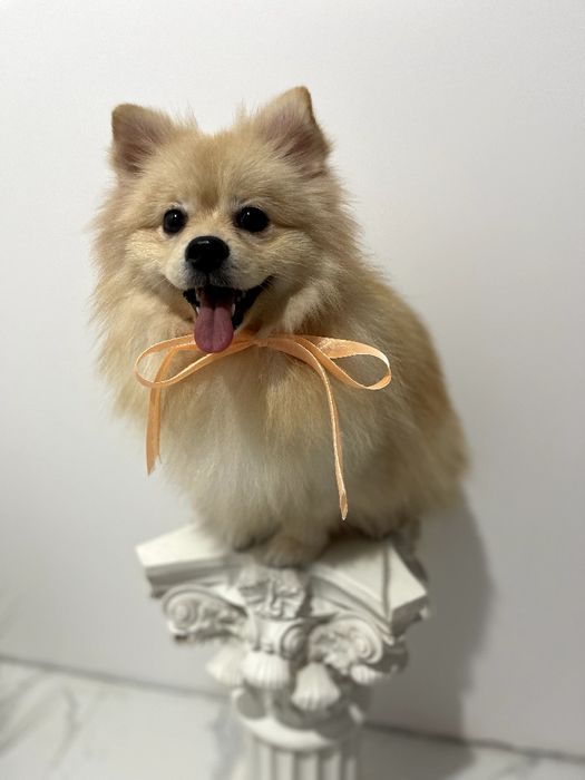 Померанські шпіци — Вибери свого маленького друга вже зараз