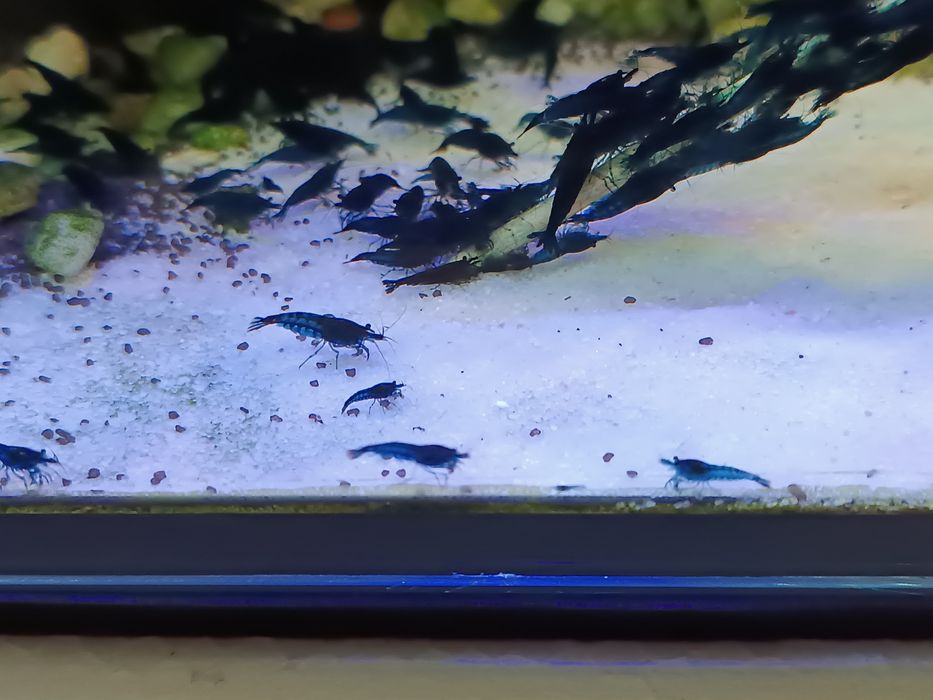 Krewetki / Krewetka Blue Velvet - Wysyłam