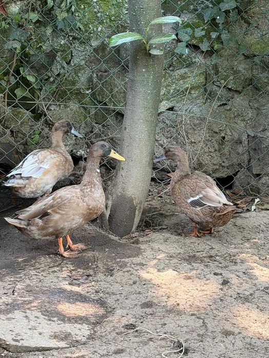 Casais de patos KAKHI CAMPBELL