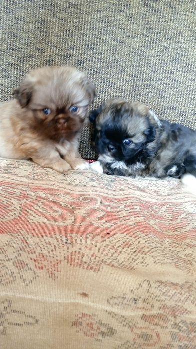 Домашні   пекінеси.