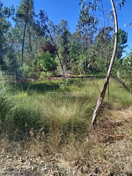 Land Near the Ria
