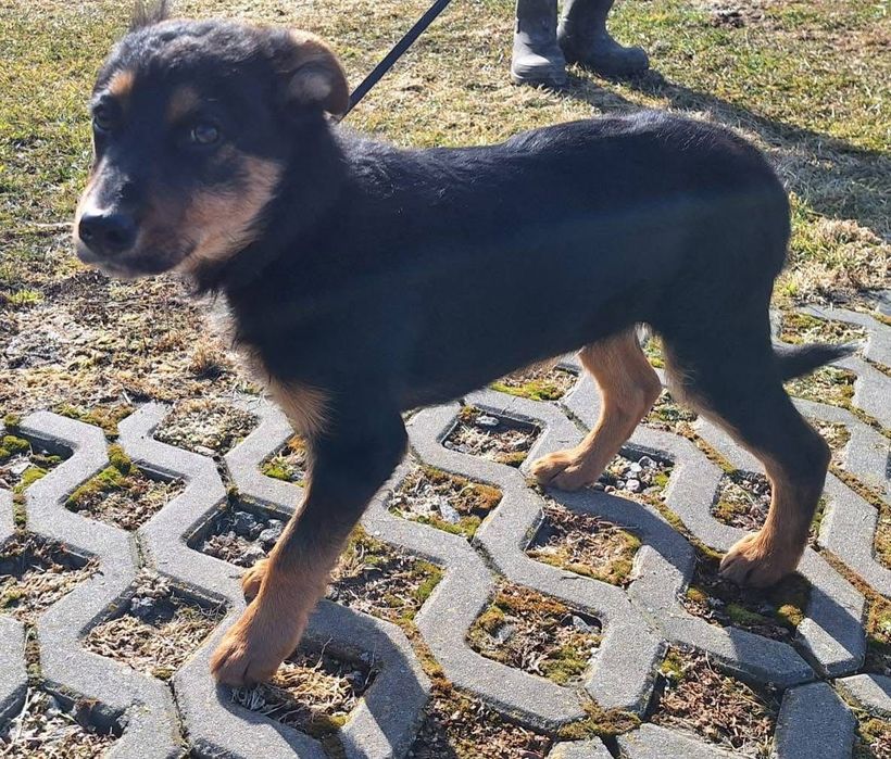 Dwa szczenięta ,będą małymi psami.