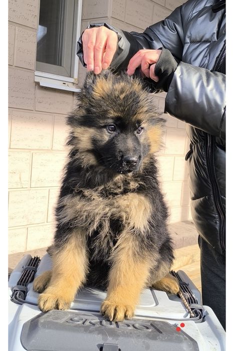 Щенки немецкой овчарки длинношерстные