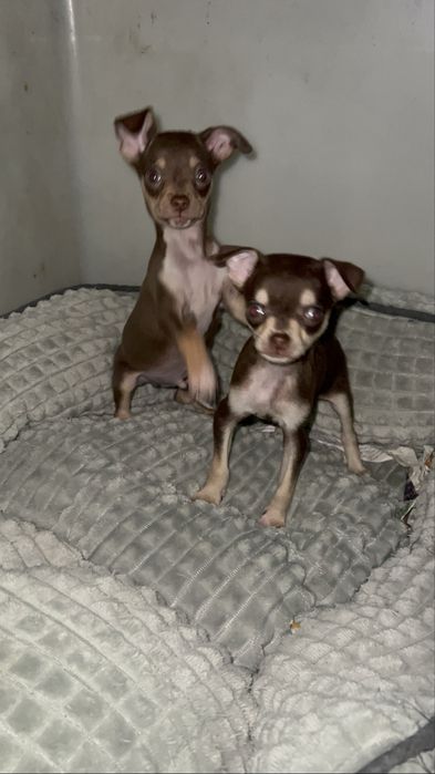 Fantastico Chihuahua