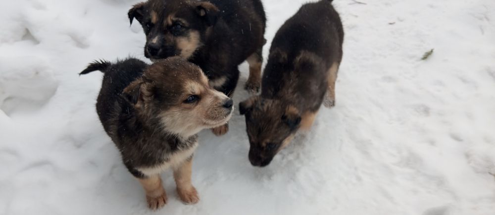 Аляскинский Маламут!!! Щенки!!!