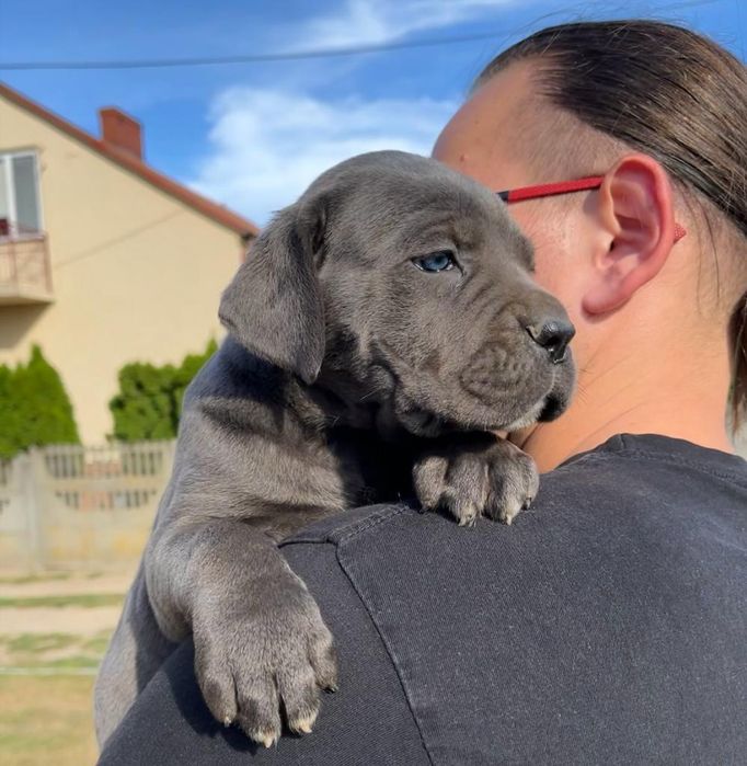 Cane Corso Mocny Pies
