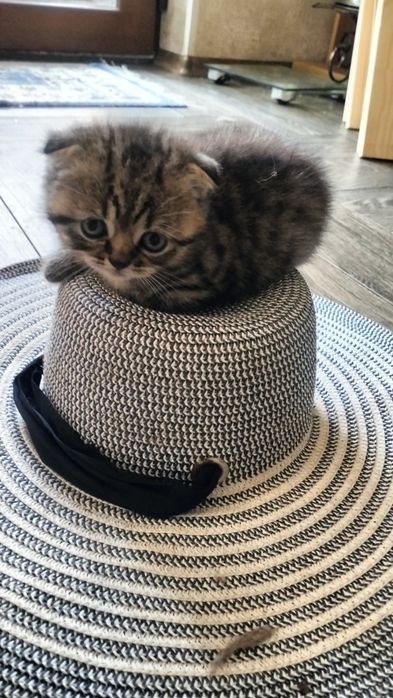 Продам  шотландських   котят