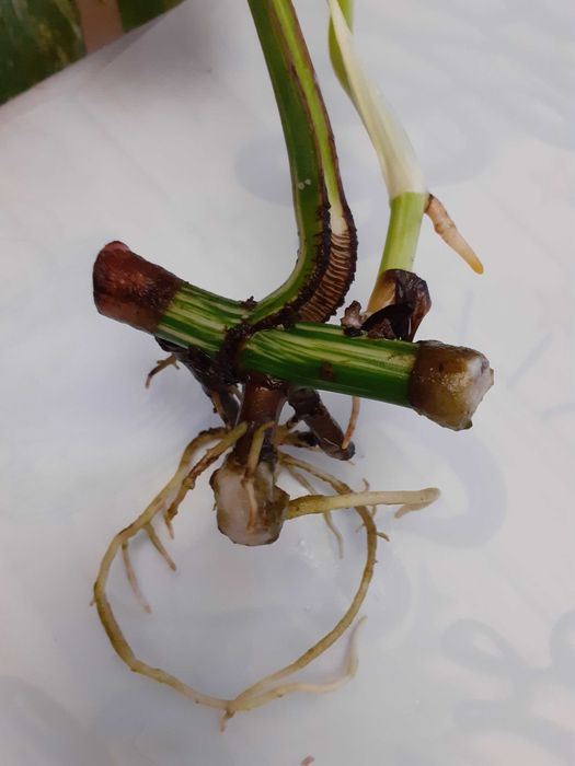 Pędówka z BIAŁA Monstera Variegata do sadzenia w doniczkę