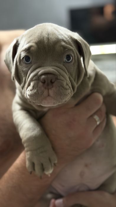 Anerican bulli poket