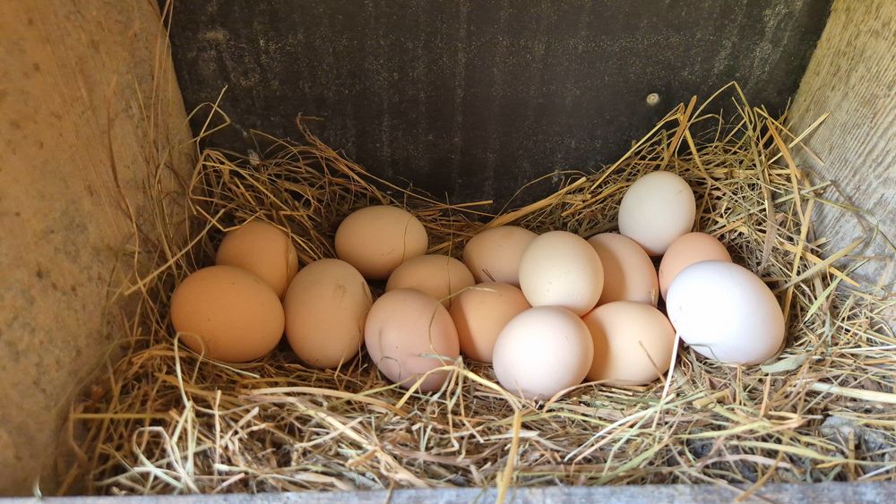 Wiejskie jajka z wolnego wybiegu