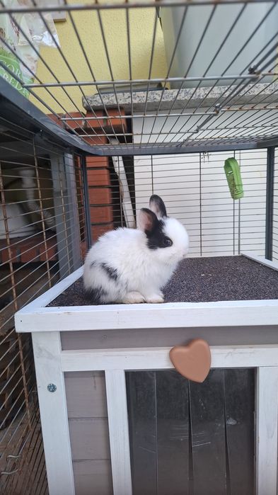 Vendo coelhinhos Anão Holandês