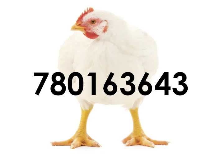BROJLERY dowóz Gratis