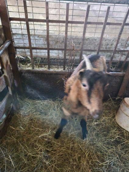 Koza mieszana alpejska