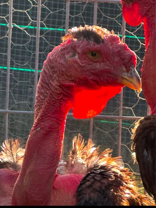 Polaco Gigante Brasileiro