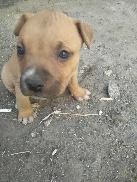 Щенки Пит Буля! Возраст полтора месяца