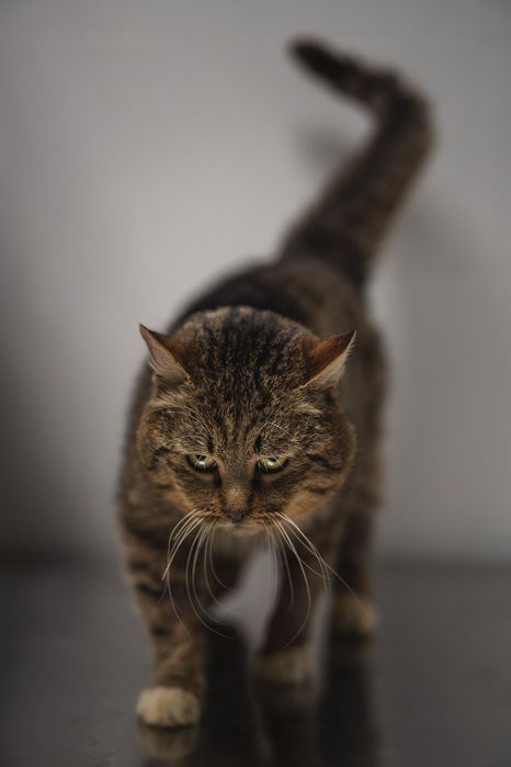 Котик Хлопчик,вже кастрований, дуже ласкавий, терміново шукає ДІМ