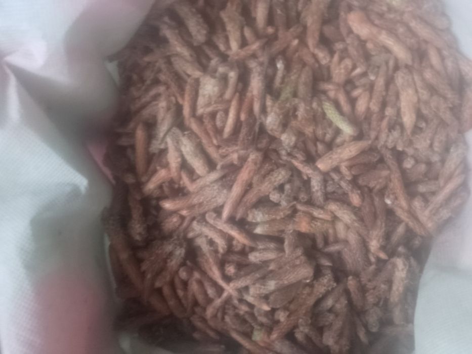 Sprzedam Pączki sosny