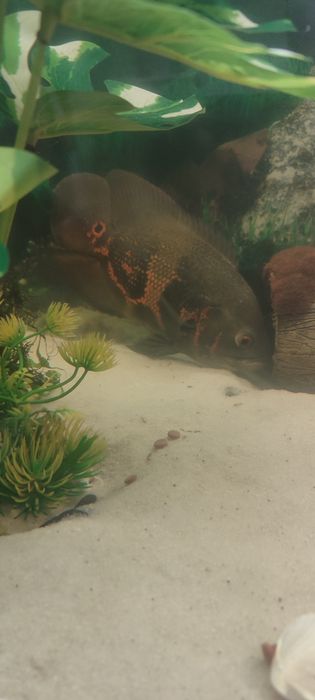 Astronotus ocellatus-Oscar