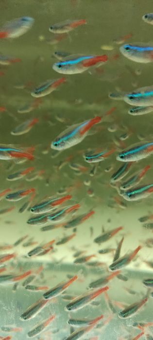 Рыбка Неон Синий