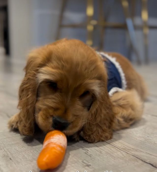 Цуценята для сім'ї.