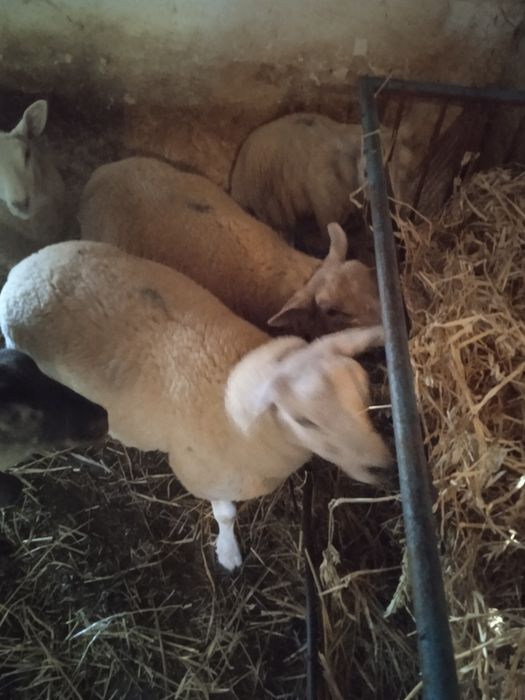 Vendo uma borrega texel e dois machos texel