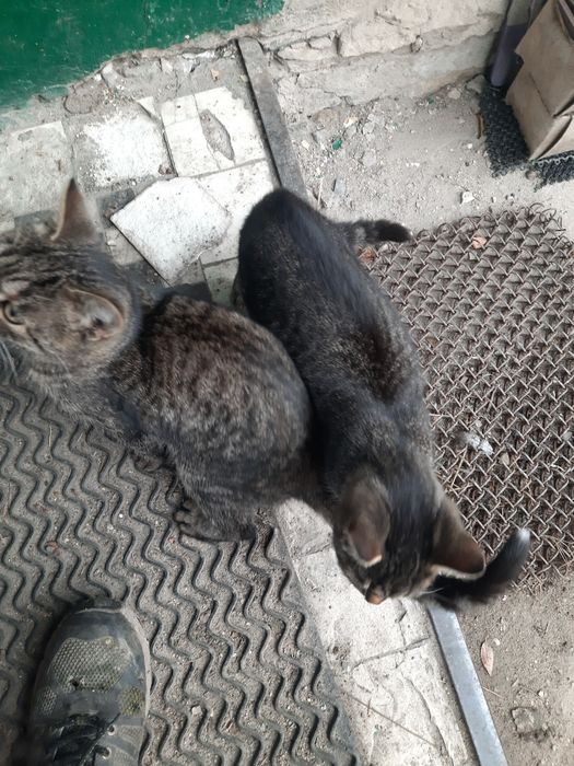 Dwie młode kotki szukają domu