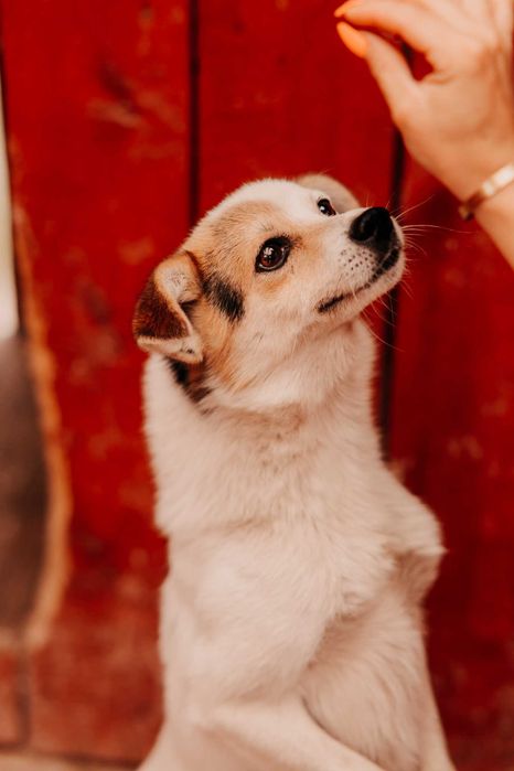 Uroczy Kajtek szuka domku