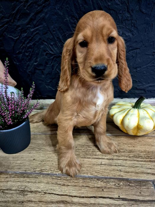 Cocker spaniel suczka Lola