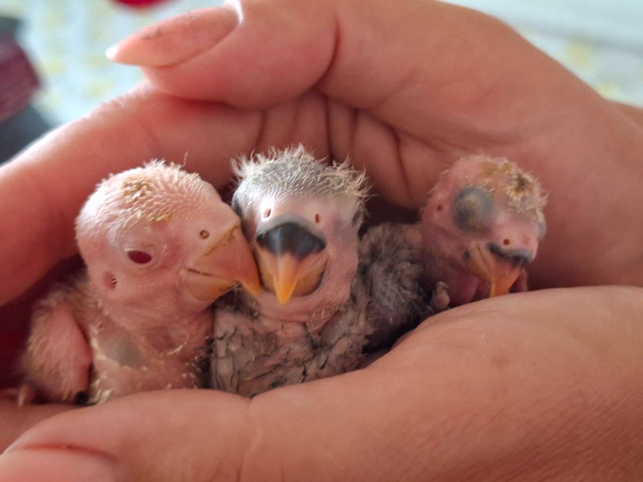Vende-se uma linda família de periquitos-do-amor (Agapornis)!  - Mamã e papá saudáveis e muito bem tratados. - Três crias com 1 mes de idade