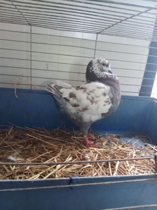 Gołębie King samce