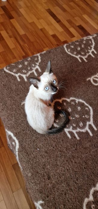 Nono- gatinha bebé para adoção responsável