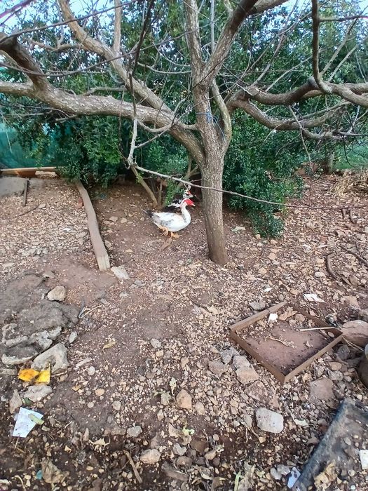 Patos a procura de casa