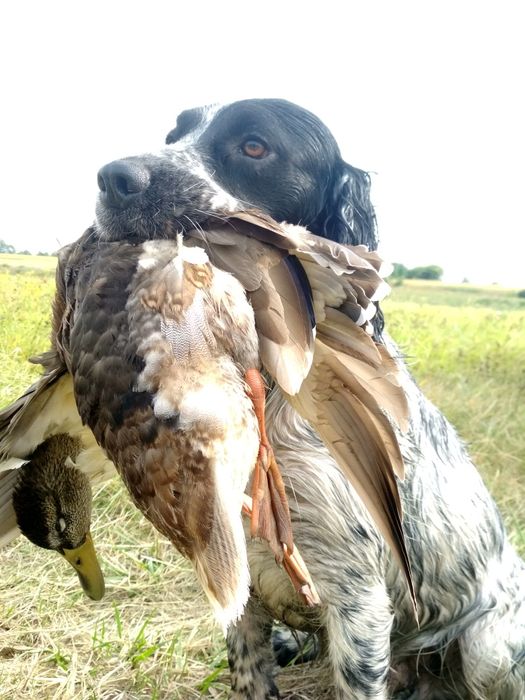 Кобель для вязки