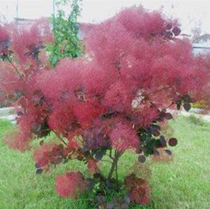 Скумпия декоративный кустарник