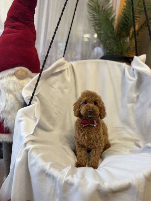 Pudel mini miniaturowy pies samiec red rudy płowy