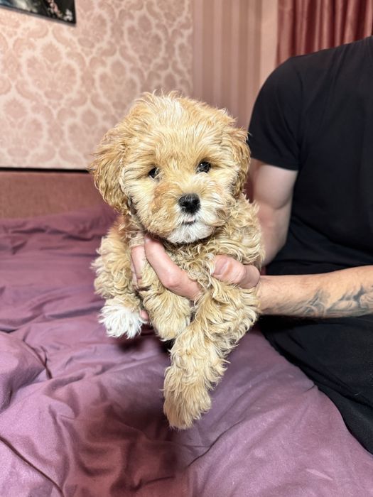 Чарівний хлопчик мальтіпу F-1