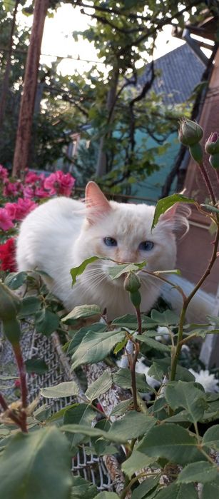 Королівський котик. Молодий білий кіт